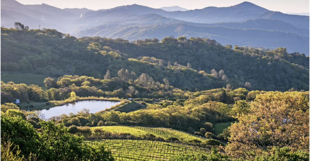 Healdsburg Landscape